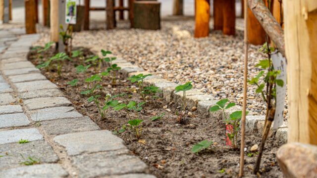 Lencro-Gartenbau-Terrassenbau-Landschaftsbau-Perlebergstr-21 Lencro-Gartenbau-Terrassenbau-Landschaftsbau-Perlebergstr-21