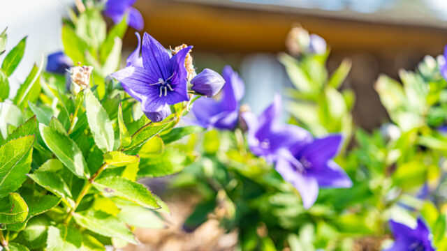lencro_projekt_haus_mit_garten-19