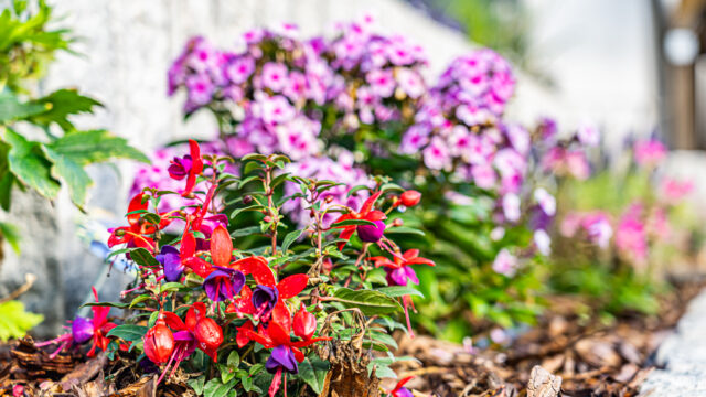 lencro_projekt_haus_mit_garten-23
