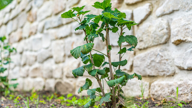 lencro_gartenbau_projekt_gartenparzelle-05 lencro_gartenbau_projekt_gartenparzelle-05