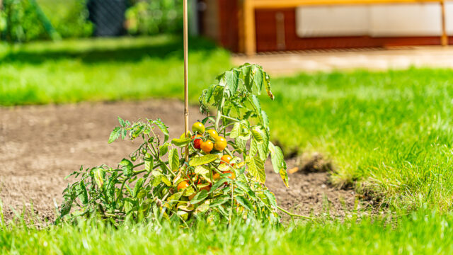 lencro_gartenbau_projekt_gartenparzelle-22 lencro_gartenbau_projekt_gartenparzelle-22