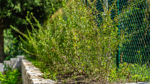 lencro_gartenbau_projekt_gartenparzelle-35 lencro_gartenbau_projekt_gartenparzelle-35
