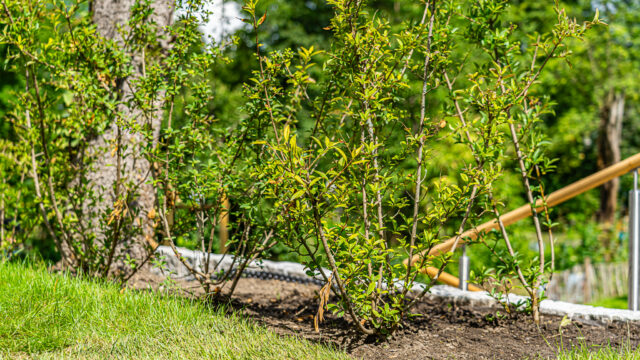 lencro_gartenbau_projekt_gartenparzelle-37 lencro_gartenbau_projekt_gartenparzelle-37