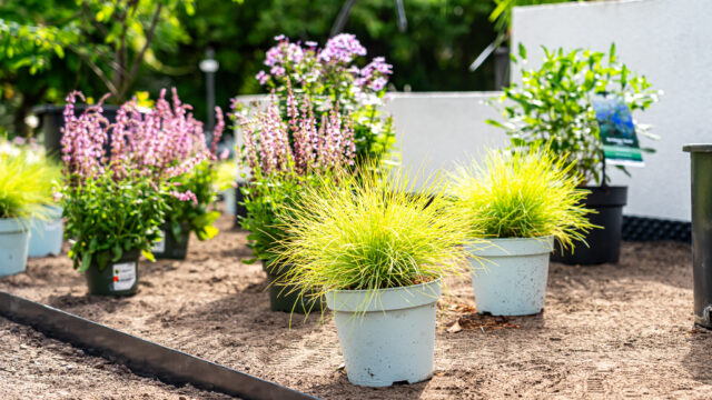 lencro_gartenbau_gala_garten_gartenideen_obi_bauhaus_pool_gartenbau_sommer-41