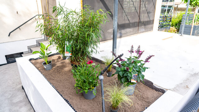 lencro_gartenbau_gala_garten_gartenideen_obi_bauhaus_pool_gartenbau_sommer-43