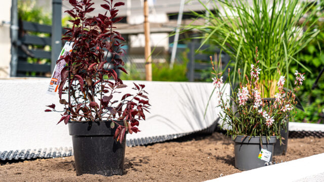 lencro_gartenbau_gala_garten_gartenideen_obi_bauhaus_pool_gartenbau_sommer-49