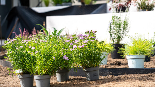 lencro_gartenbau_gala_garten_gartenideen_obi_bauhaus_pool_gartenbau_sommer-53