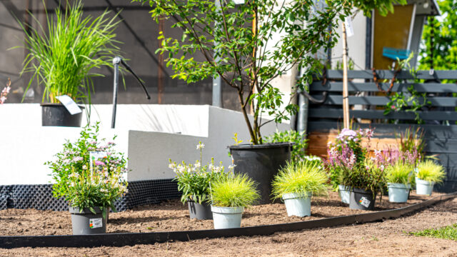 lencro_gartenbau_gala_garten_gartenideen_obi_bauhaus_pool_gartenbau_sommer-54