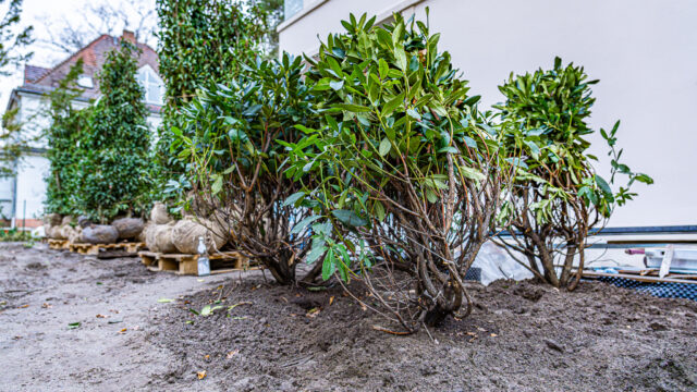 lencro_gartenbau_gala_projekt_stadtvilla-10