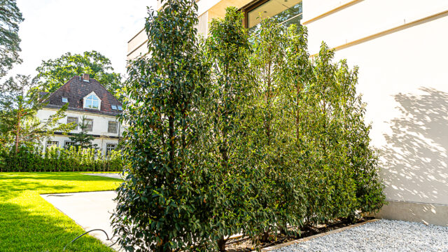 lencro_gartenbau_gala_projekt_stadtvilla-15