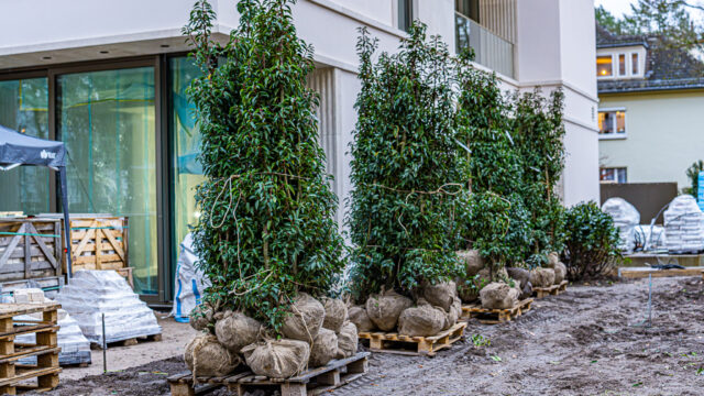 lencro_gartenbau_gala_projekt_stadtvilla-15
