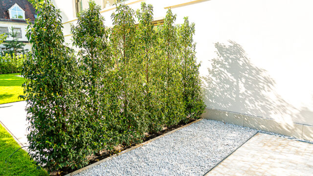 lencro_gartenbau_gala_projekt_stadtvilla-22