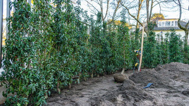 lencro_gartenbau_gala_projekt_stadtvilla-23