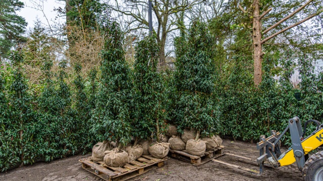 lencro_gartenbau_gala_projekt_stadtvilla-31