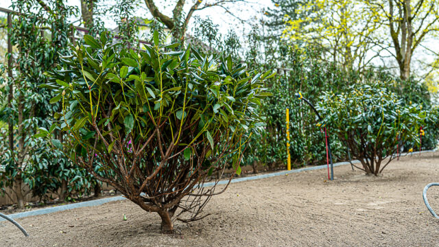 lencro_gartenbau_gala_projekt_stadtvilla-42