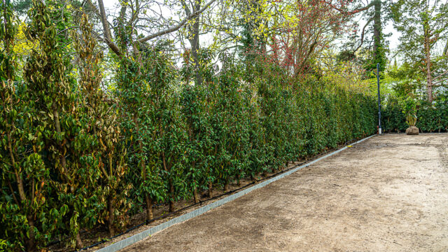 lencro_gartenbau_gala_projekt_stadtvilla-8