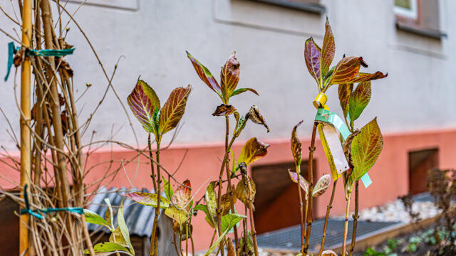 lencro_gartenbau_gala_bau_projekt_wohnlicher_mietergarten-13