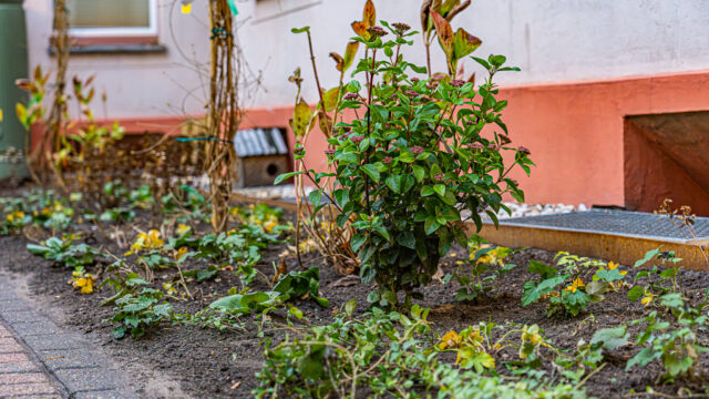 lencro_gartenbau_gala_bau_projekt_wohnlicher_mietergarten-21
